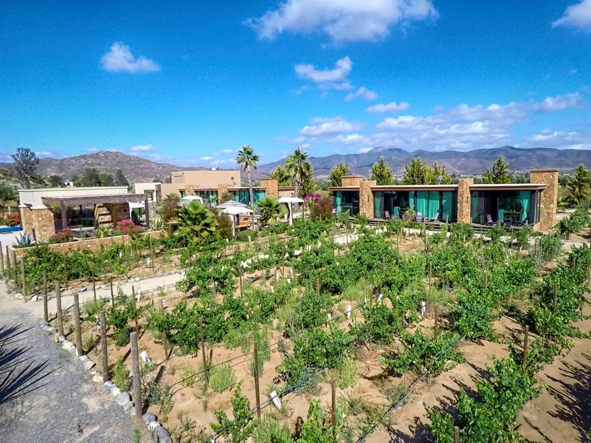 Hotel Boutique Valle De Guadalupe & Spa الغرفة الصورة